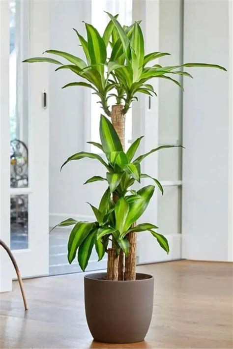 9 Stunning Large Indoor Trees to Enhance Your Home's Ambiance