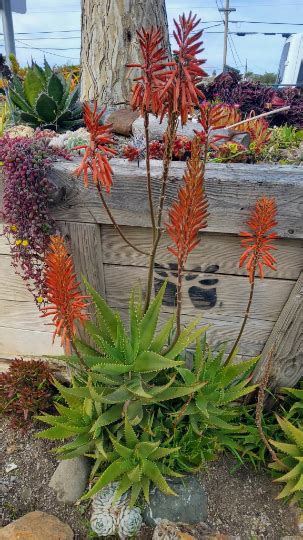 Hybrid Aloe Dorotheae X Brevifolia Steve Super Gardens