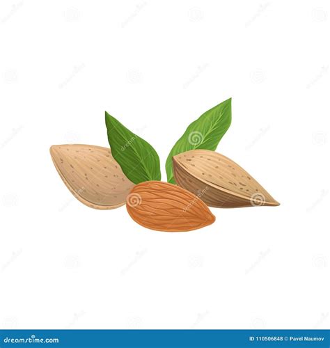 Nueces De La Almendra Y Hojas Deliciosas Del Verde Comida Org Nica Y