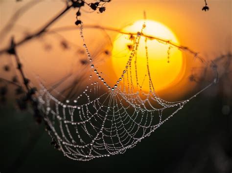 Premium Photo | Spider web with dew drops