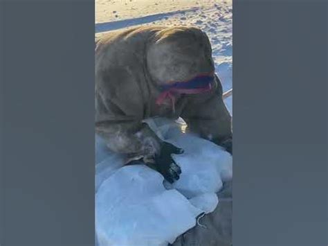 Сказочный Ямал - YouTube