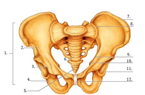 Parts Of The Pelvis Diagram Quizlet