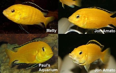 Perth Cichlid Society Forums