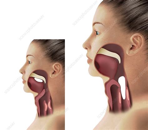 Parts Of The Throat Anatomy