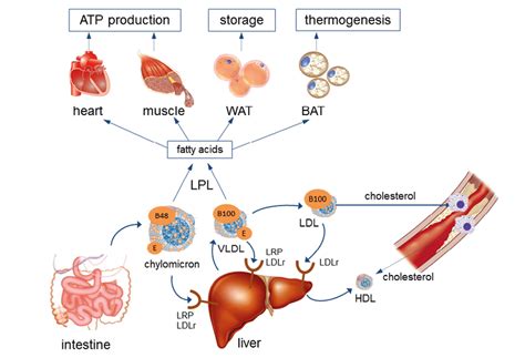 Overview Of Lipoprotein Metabolism ATP Adenosine Triphosphate BAT