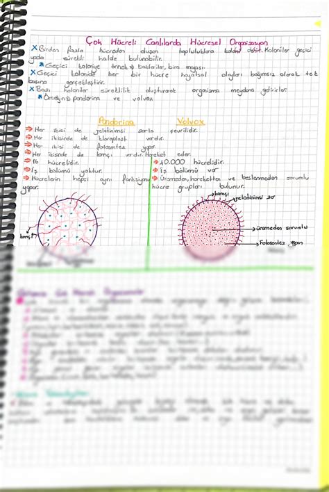 Solution Bitki Ve Hayvan H Cresi Studypool