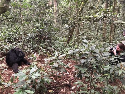 Chimpanzee Trekking in Kibale Forest National Park - Cost of Permits