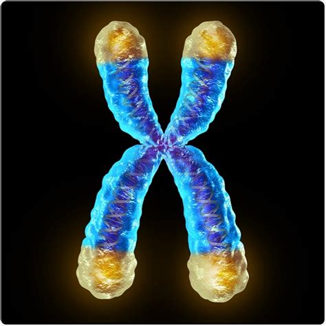 Telomere Shortening and Stress