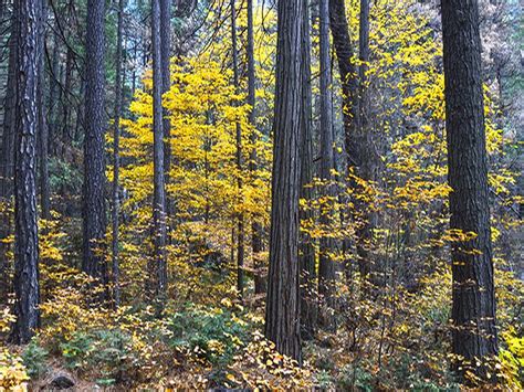 Dogwoods In The Fall Yosemite Yosemite Life Is Beautiful Dogwood