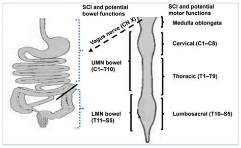 Jcm Free Full Text Neurogenic Bowel In Acute Rehabilitation