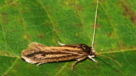 Opogona Sacchari Systematics Habitat Life Cycle Struggle