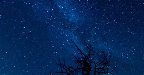 Silhouette Of Bare Tree Under Starry Sky · Free Stock Photo