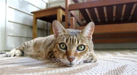 Cuidar de un perro o gato ayuda mejorar el bienestar emocional y físico