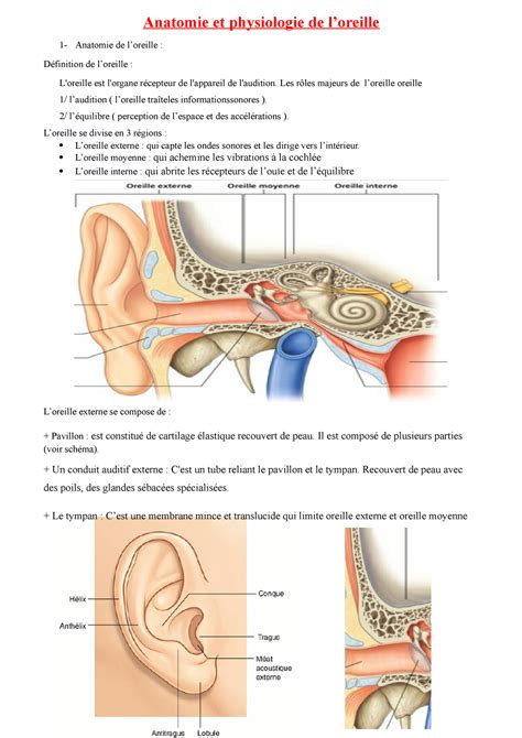 Anatomie De L Oreille Externe Tout Savoir Ideal Audition Ideal