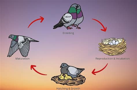 Pigeon Life Cycle From Egg To Flight