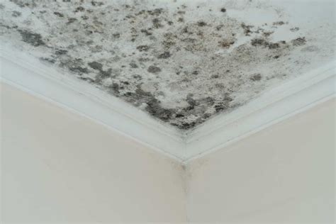 Residential And Business Mold Damage Claims Insurance Litigation