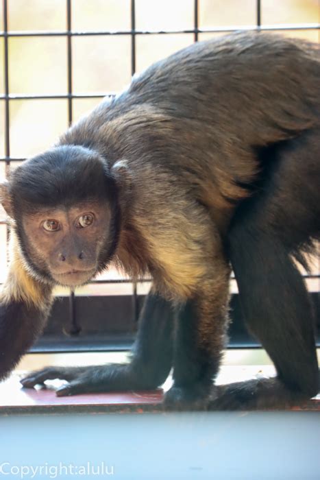 フサオマキザル8 動物園へ写真の旅