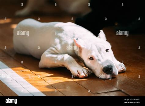 The Dogo Argentino Also Known As The Argentine Mastiff Is A Large