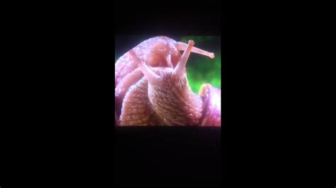 Snails Having Sex Youtube