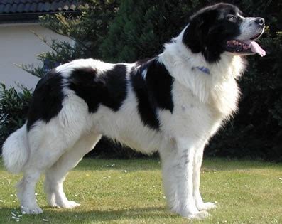 Landseer Dog (Landseer Newfoundland) Info, Temperament, Puppies, Pictures