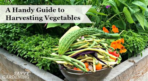 A Handy Guide To Harvesting Vegetables