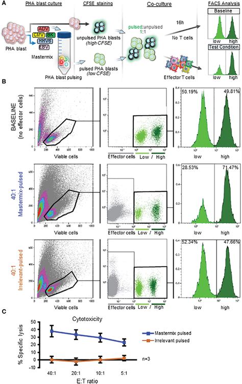 Frontiers Assessment Of The Cytolytic Potential Of A Multivirus