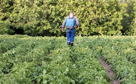 Un Agricultor Aplicando Insecticidas A Su Cultivo De Papa Piernas De Un Hombre En Equipo De