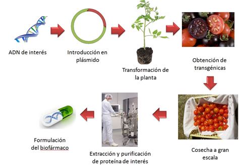 Cuáles Son Los Alimentos Transgénicos Ejemplos Y Lista Completa