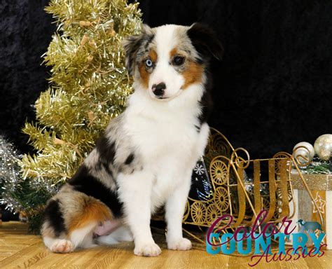 Klondike’s Blue Merle Female 1 | Color Country Aussies