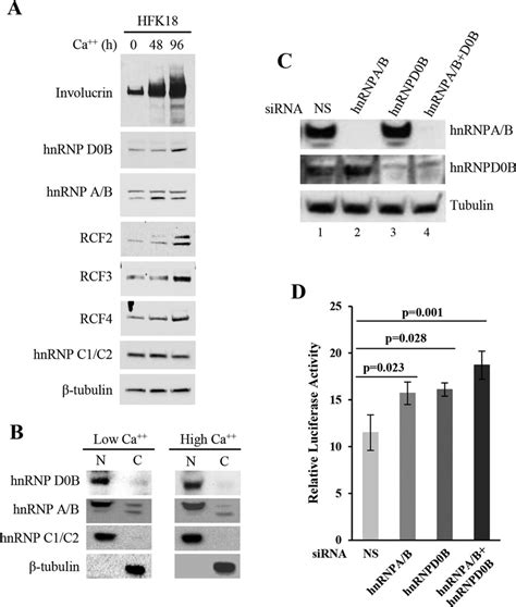 Expression And Function Of Hnrnp D B And Hnrnp A B In Hfk