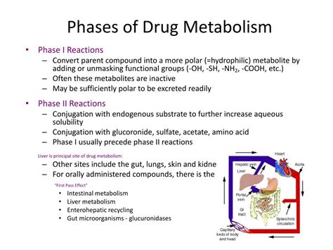 Ppt Drug Elimination Powerpoint Presentation Free Download Id1951160