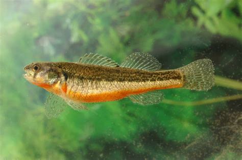 6 Popular Types Of Darter Fish Az Animals