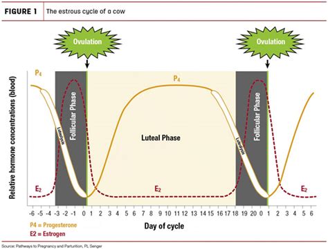 Immune Health And Its Implications For Reproductive Performance In