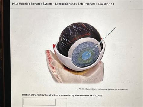 Solved Pal Models Nervous System Special Senses Lab Chegg