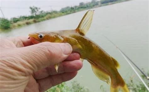 這釣法還是頭一次用，沒料到黃顙魚和鯽魚，一釣一個準 每日頭條