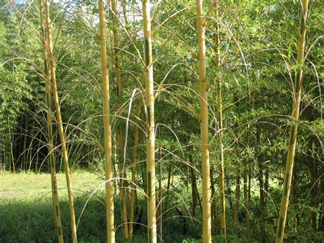 Moso Bamboo Seeds Phyllostachys Edulis Hardy Landscaping Etsy Australia