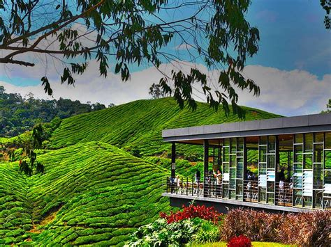 Tempat Menarik Cameron Highland Marquerite Hwang