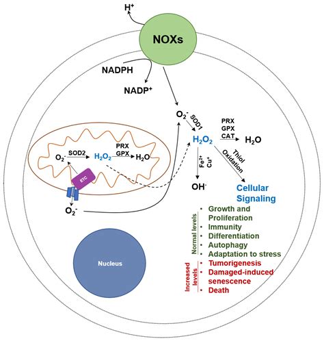 Cancers Free Full Text Oxidative Phosphorylation A Target For