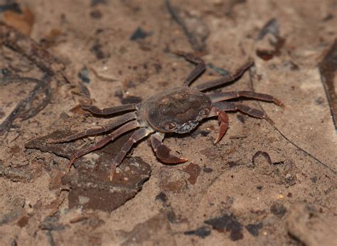 Crab Lice Endangered Species at Bianca Kethel blog