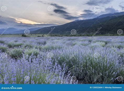 Sunset Over a Lavender Field Stock Photo - Image of flower, landscape ...