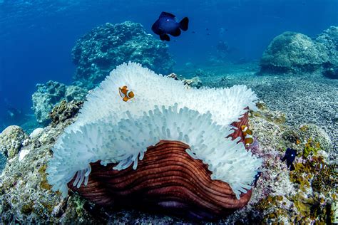 Study Coral Reefs Are Glowing In A Desperate Bid To Survive Warmer Seas