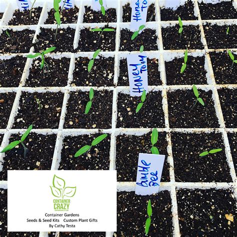 Tomato Seedling Stages | Container Crazy CT