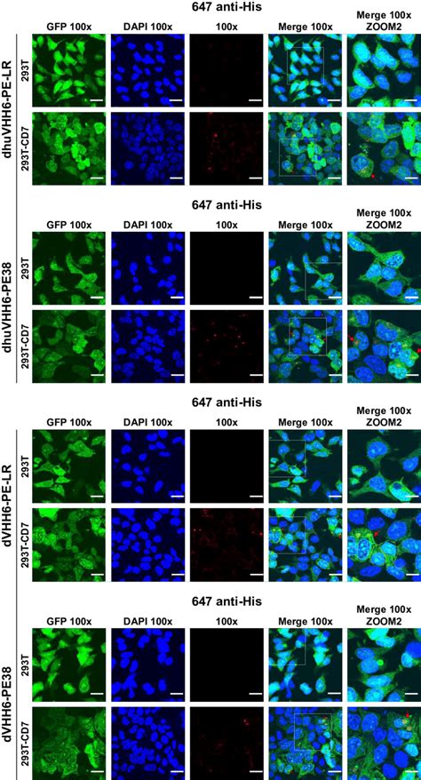 Internalization Of Immunotoxins By Confocal Fluorescence Microscopy