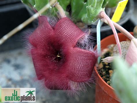 Stapelia hirsuta - ExoticPlants - Spezialist für exotische Pflanzen in ...