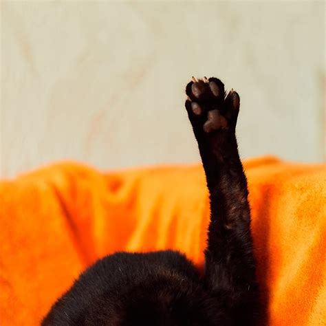 Тетріс | Хочукота