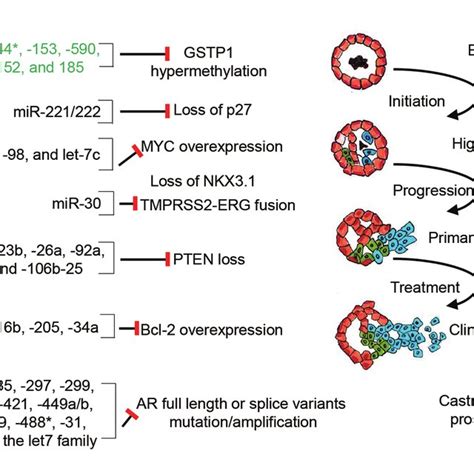 Mirnas In The Molecular Progression Of Prostate Cancer Schematic