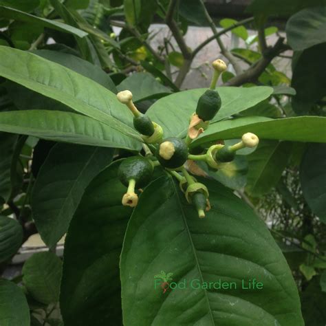 How to a Grow Lemon Tree Indoors (That Actually Produces Lemons) — Food