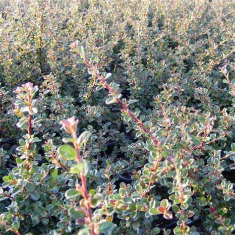 Cotoneaster Rampant Couvre Sol Pour Talus Vente En Ligne