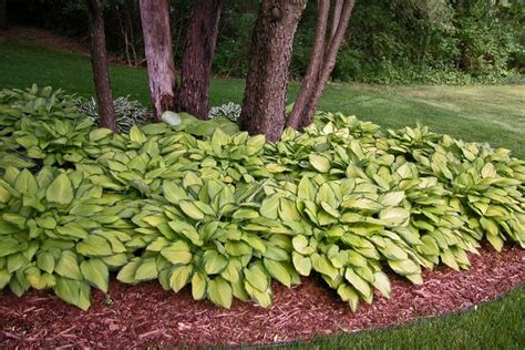 Hosta Gold Standard Hosta Plantain Lily Evans Nursery