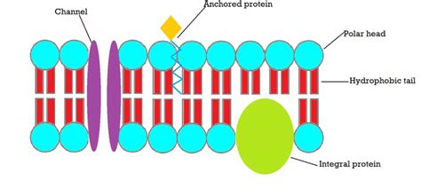 Lipids - WOW! Macromolecules